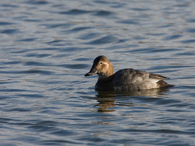 Aythya ferina Tafeleend Common Pochard